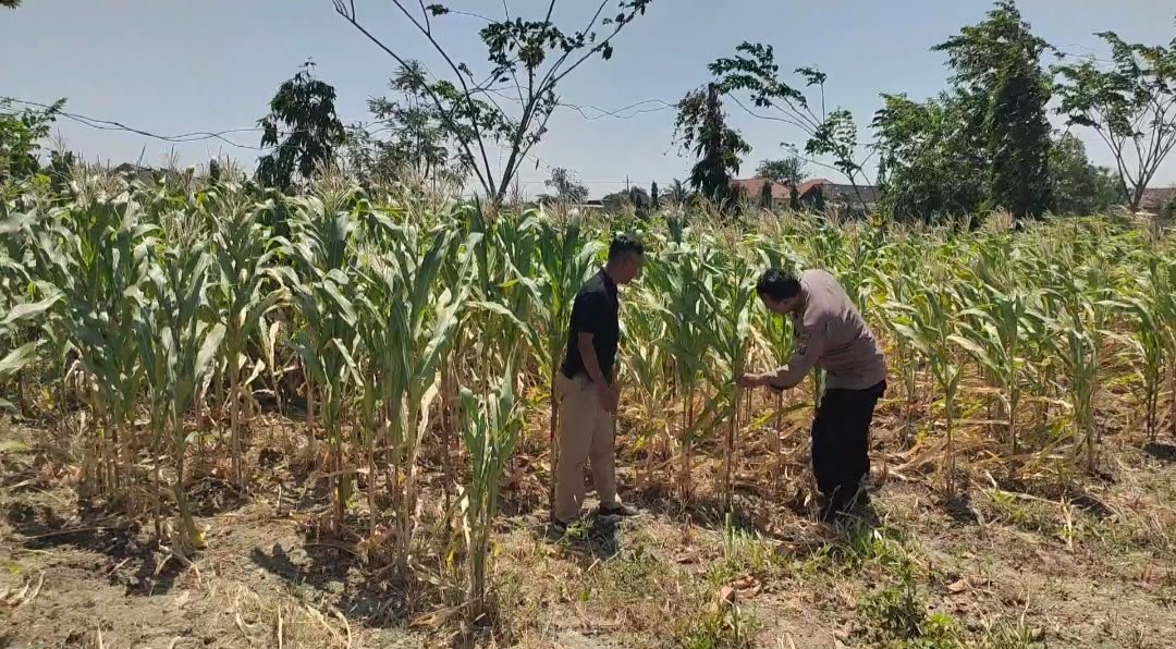 Pastikan Pertanian Produktif, Polsek Balongpanggang Pantau Lahan Jagung Kedungpring
