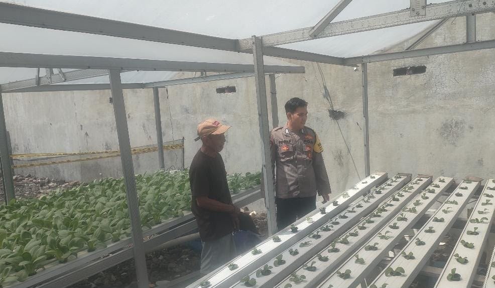 Jaga Produktivitas Lahan, Polsek Driyorejo Cek Budidaya Sawi di Krikilan