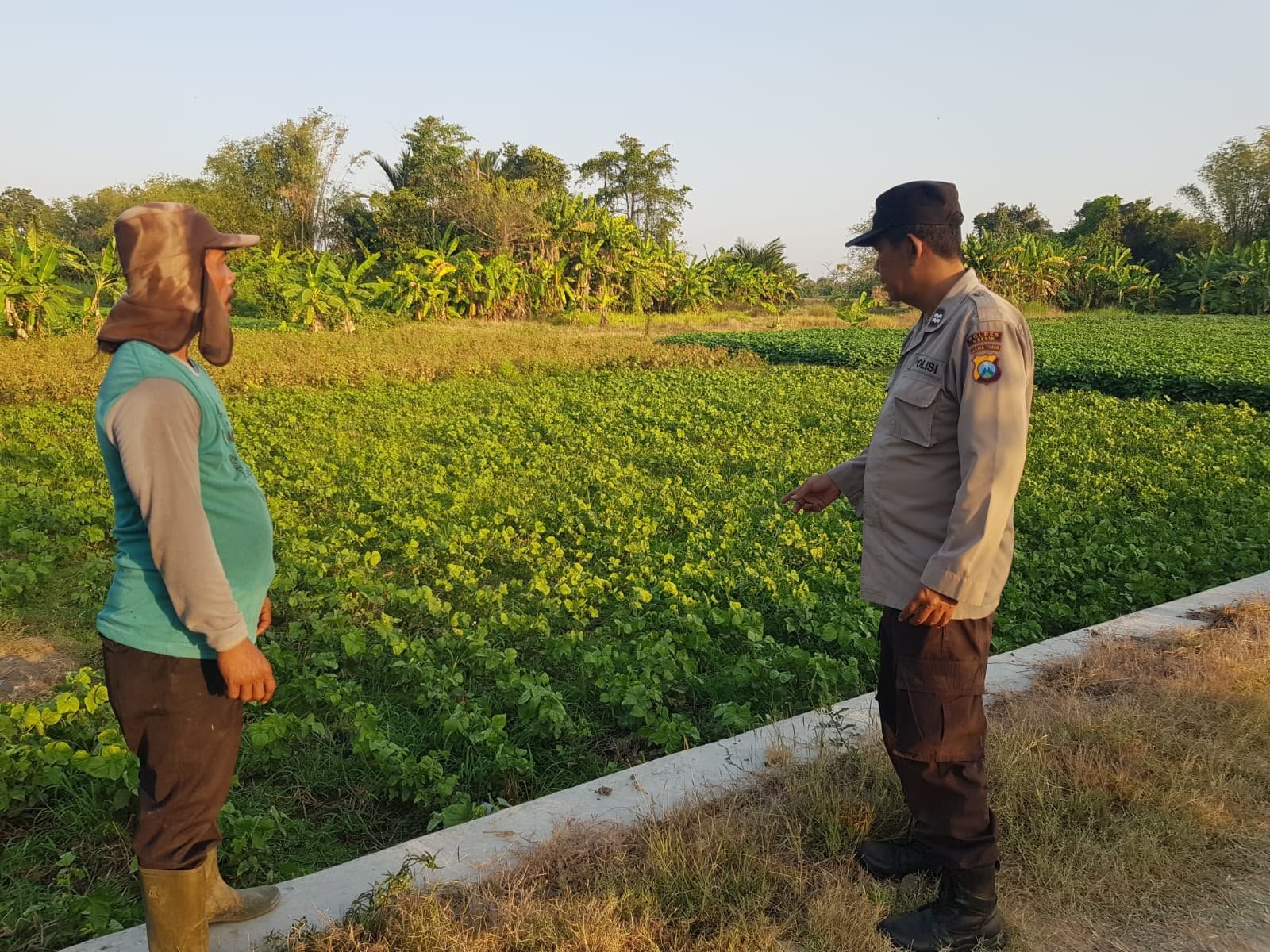 Polri Hadir Dukung Petani, Polsek Bungah Pantau Budidaya Kedelai di Masangan