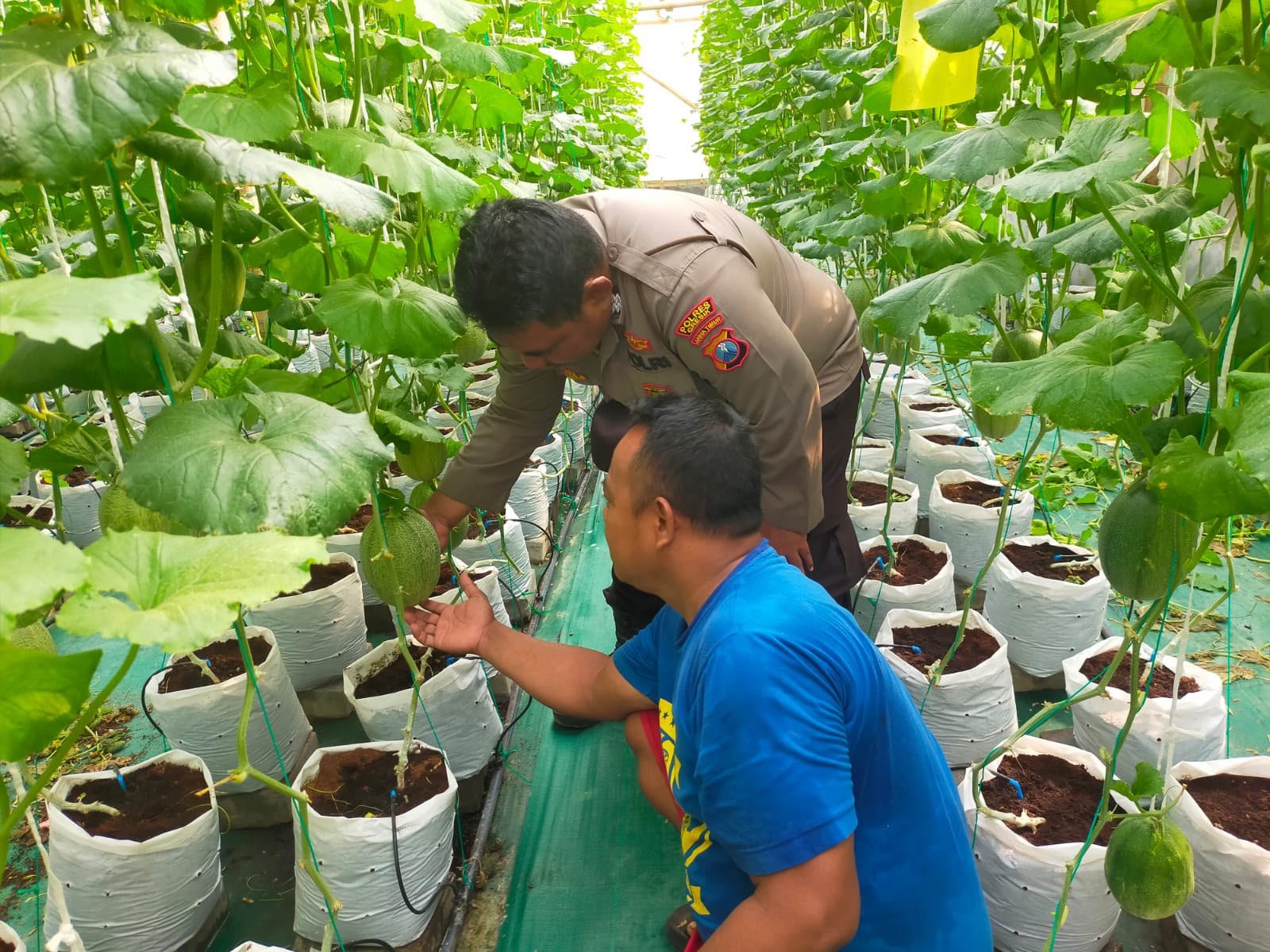 Ketahanan Pangan Jadi Prioritas, Polsek Manyar Cek Lahan Melon Warga Mentaras