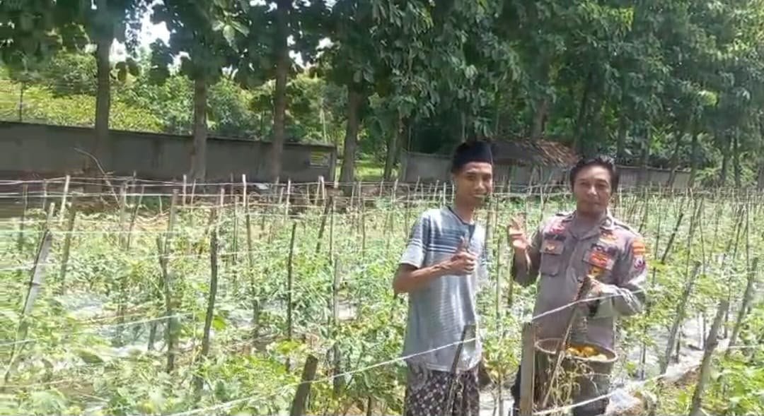 Kawal Swasembada Pangan dari Desa: Cerita Polsek Ujungpangkah Menyapa Petani Tomat
