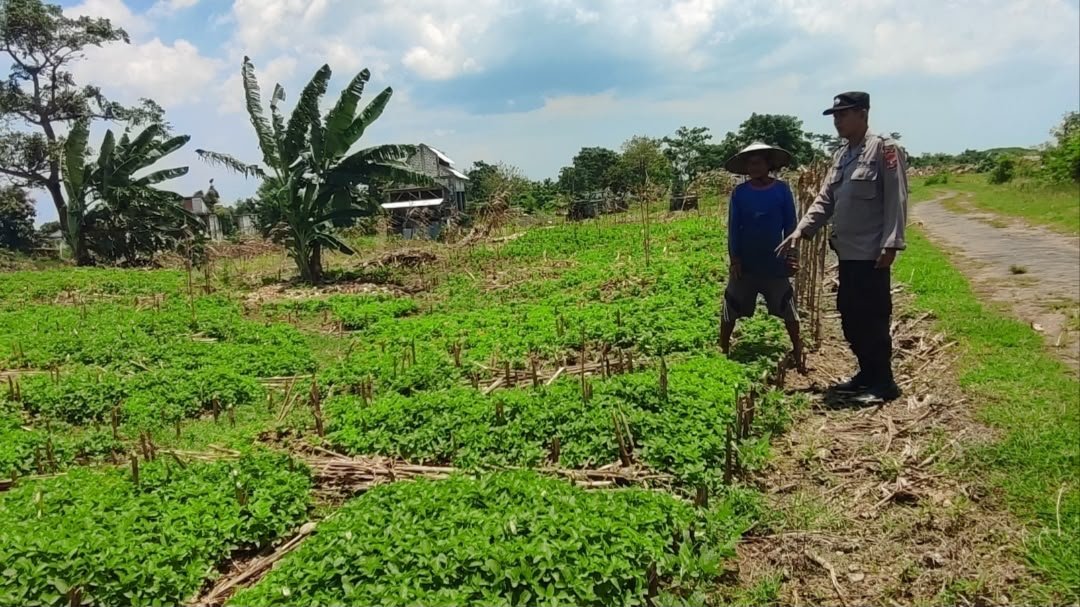 Dukung Produktivitas Pertanian, Polsek Bungah Pantau Perkembangan Kacang Hijau