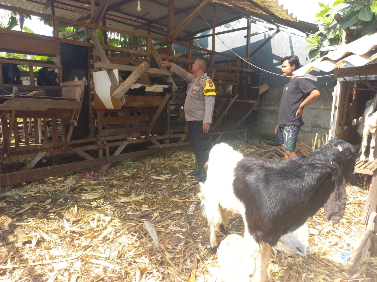 Perkuat Ketahanan Pangan, Polsek Cerme Sambangi Peternakan Kambing di Banjarsari