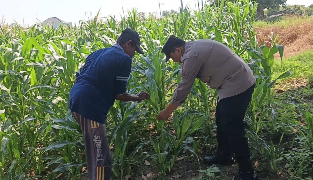 Pantau Langsung Pertumbuhan Jagung, Komitmen Polres Gresik Sukseskan Ketahanan Pangan