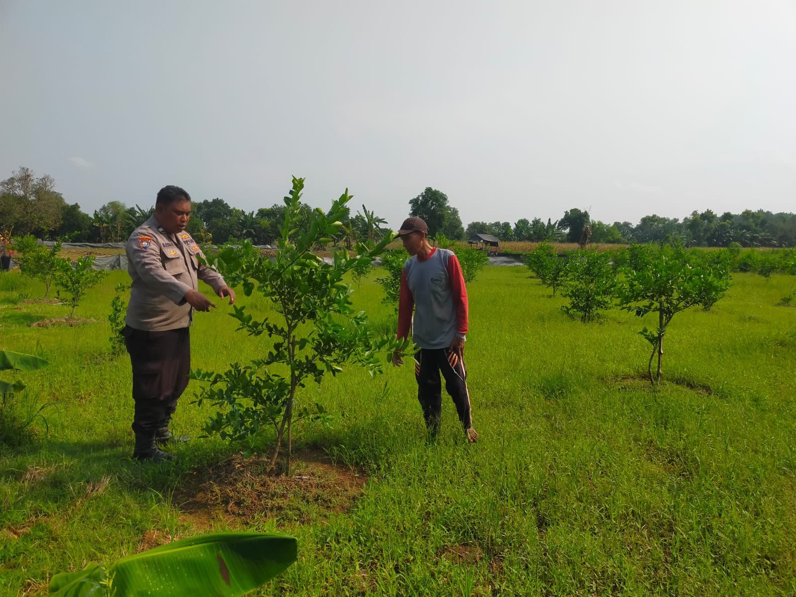 Wujudkan Pangan Mandiri, Polsek Balongpanggang Pantau Perkembangan Kebun Jeruk Milik Warga